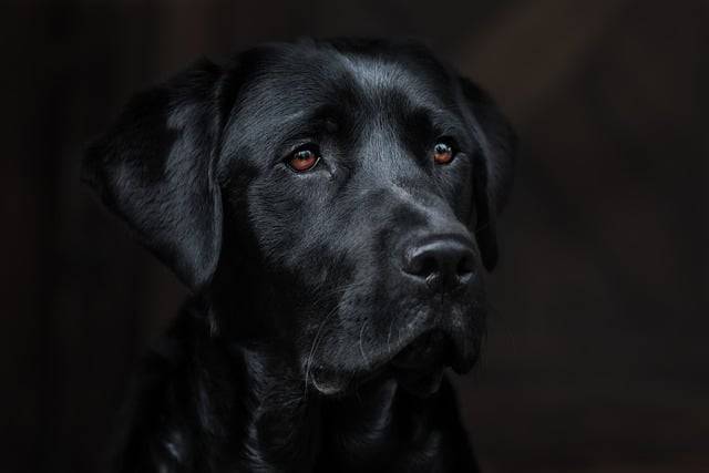 Are Labrador Retrievers Aggressive? Get the Facts on Their True Nature and How to Handle It!