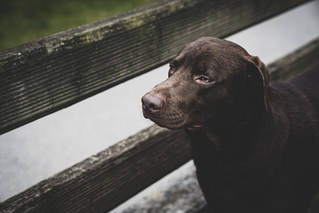 Are Labrador Retrievers Good House Dogs?