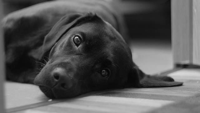 Are Labrador Retrievers Hypoallergenic? Debunking Myths and Revealing Facts About Allergies and Labs!