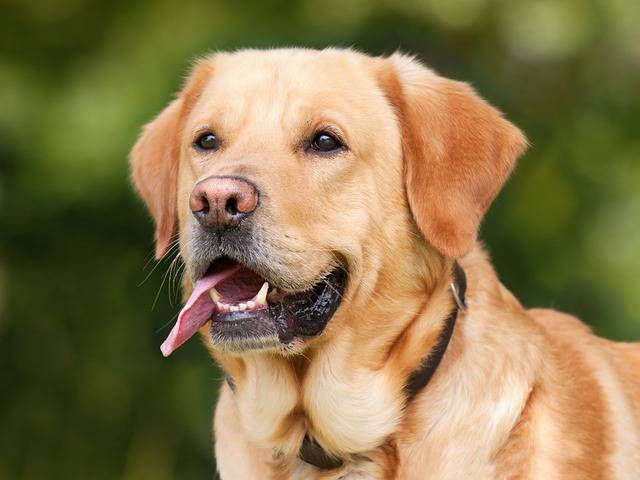 Are Labrador Retrievers Protective? The Surprising Facts About Their Guardian Instincts!
