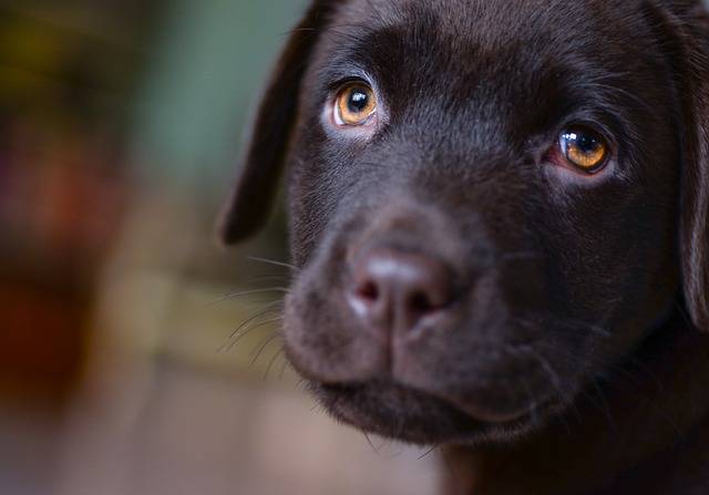 Do Labradors Bark a Lot? Uncovering the Truth About This Friendly Breed’s Vocal Habits!