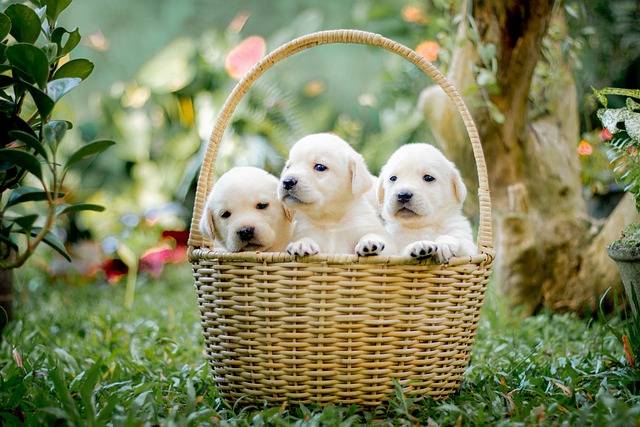 How Many Puppies Do Labrador Retrievers Have? Get the Inside Scoop on Lab Litter Sizes!