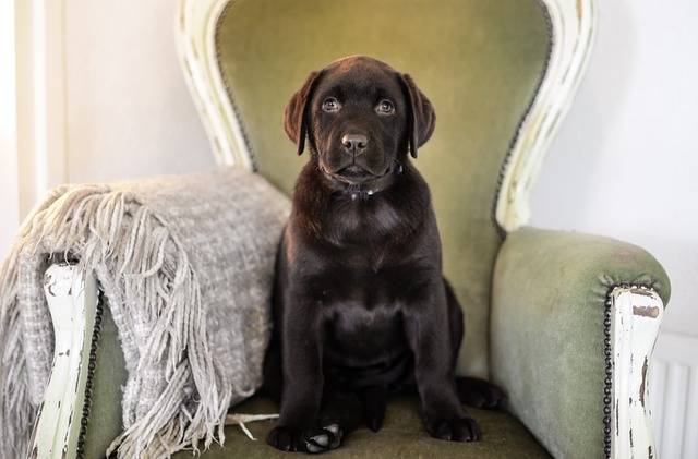 When Do Labrador Retrievers Go into Heat? Discover the Key Signs and Stages of Their Breeding Season!