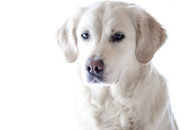 Which Labrador Retriever Color is Best