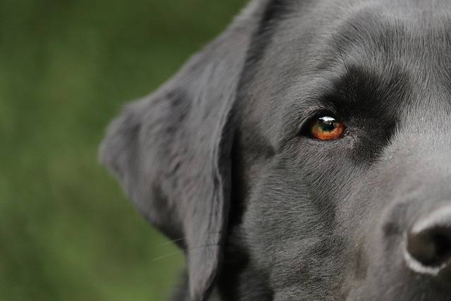 Why are Labrador Retrievers Good Police Dogs