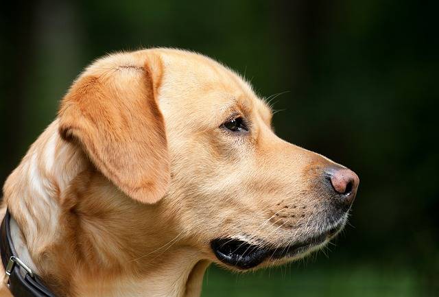Why Do Labrador Retrievers Bite? Unraveling the Mystery Behind Their Nipping Behavior!