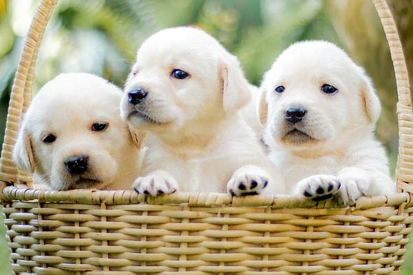 Labrador Retriever Puppy Training Tips: How to Train Your New Pup