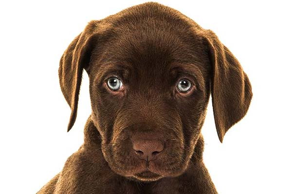 Labrador Retrievers with Blue Eyes